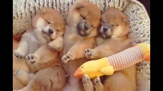 Three puppies sleep, brush their legs straight, genetically strong.