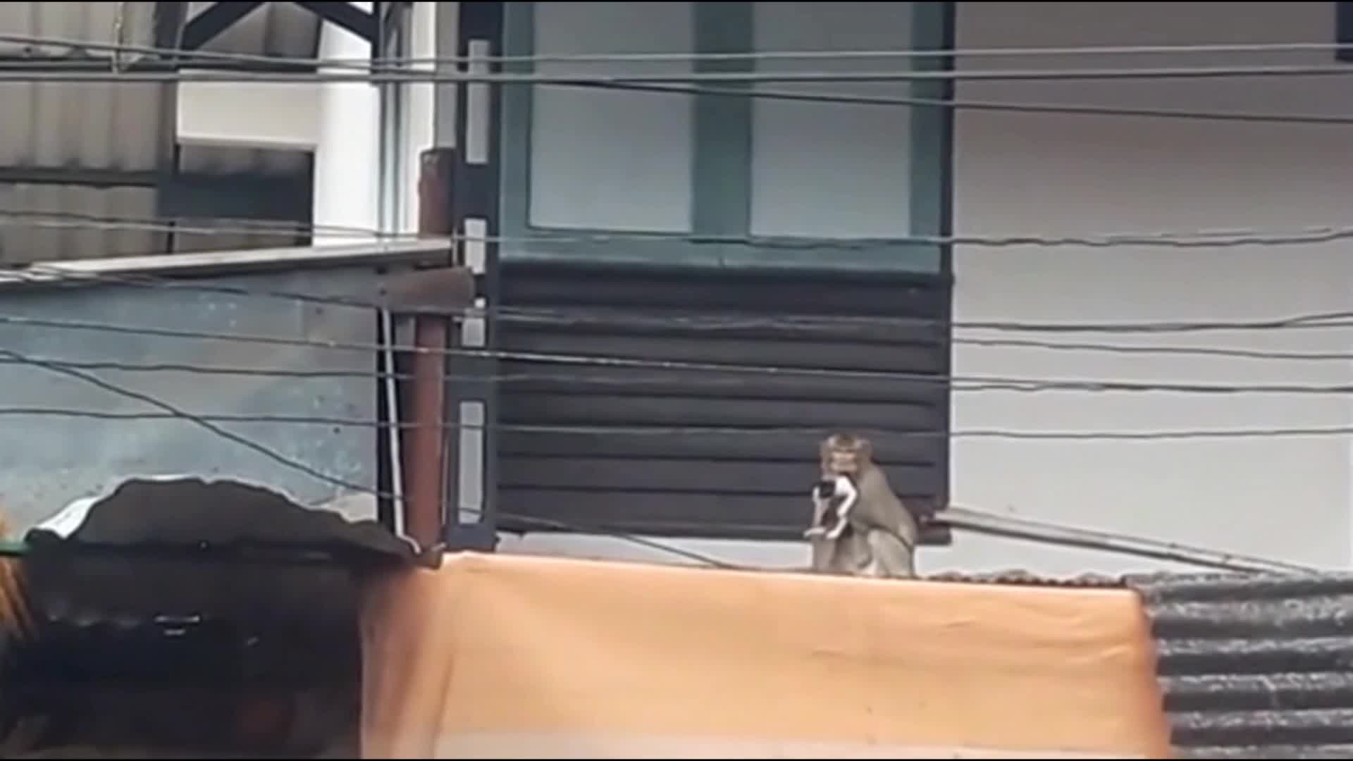 A monkey in Thailand kidnapped a kitten and took it away. Its whereabouts remain unknown.