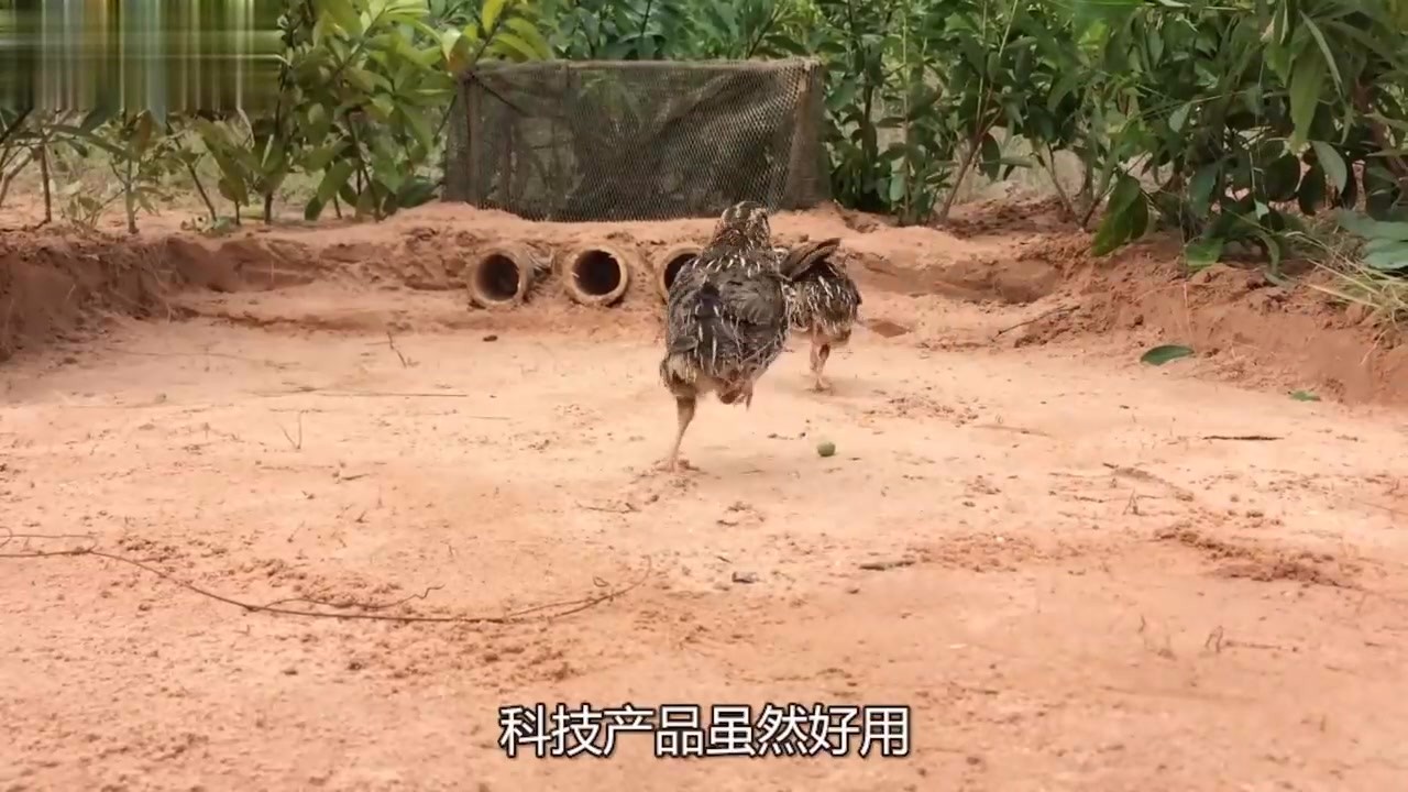 The bird catching machine made of bamboo is wild bird, and wild birds close to automatic catching and harvesting too much.