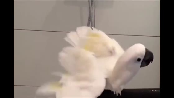 Have you ever seen such a clean parrot? Ask for a bath on your own initiative
