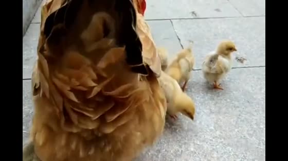 How hungry is Mother Turkey? Chickens cry and mom wants to eat.
