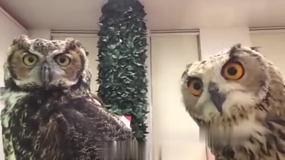 The first time I saw a camera, the owl responded like this.