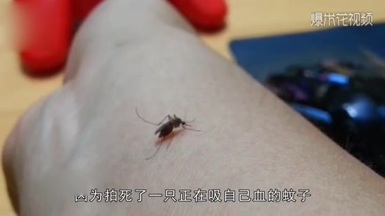 Why can't mosquitoes kill when they suck blood? After watching the video, I can't help sweating cold.