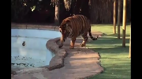 Throw a ball to the tiger and stuff it directly into its mouth?