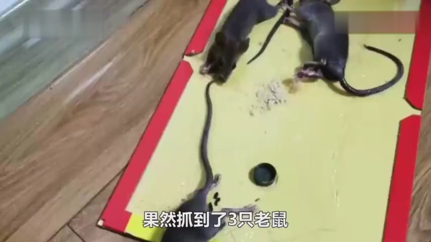 Five yuan for a mouse:a eliminating rats campaign opened in Ganzhou, Jiangxi Province