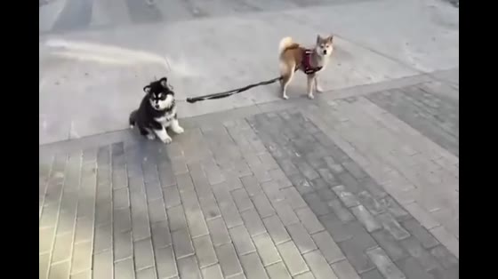 Funny Alaskan Dog Video. Everybody's a dog. Why can you walk me?