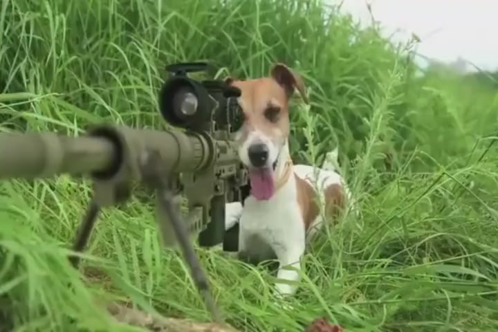 Dog and squirrel shoot-outs look exciting
