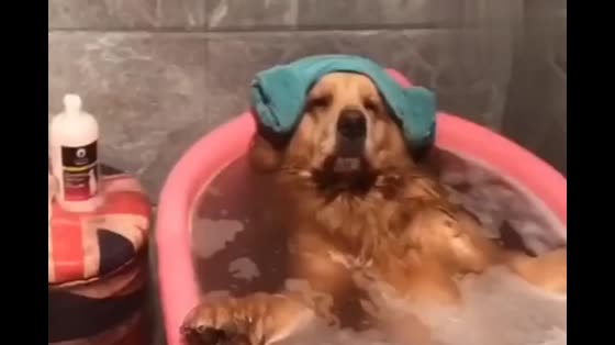 Dog Bath Video, Enjoy One Face, Dog Lives Sufficiently