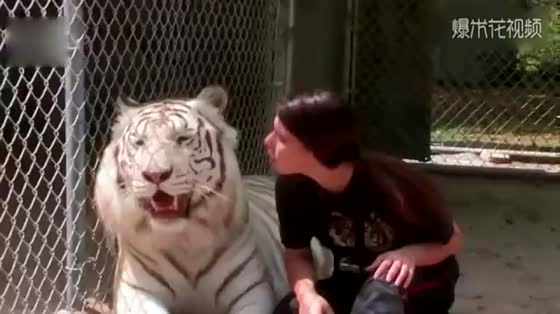 The little white tiger went out to play, was frightened by his mother's roar, and went home honestly.