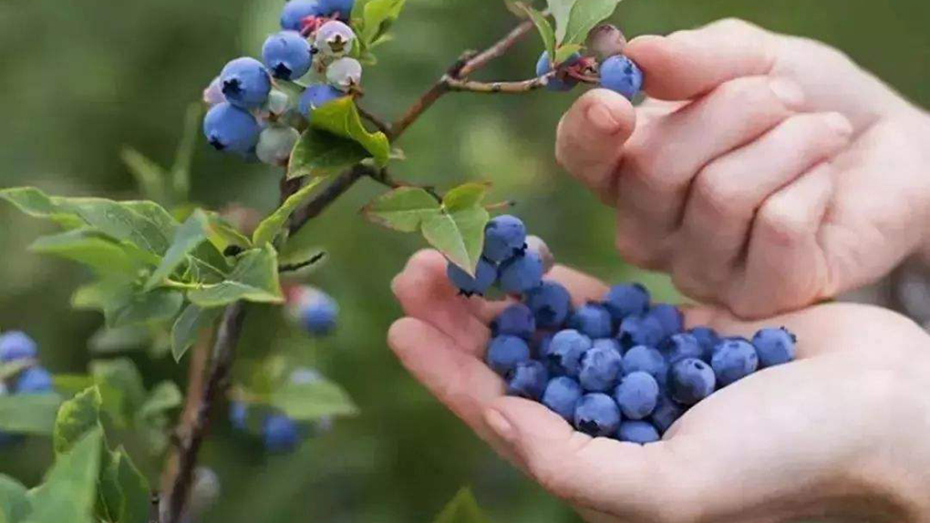 Blueberry, the king of berries, is the best fruit to protect eyesight and has better effect with eye exercises.