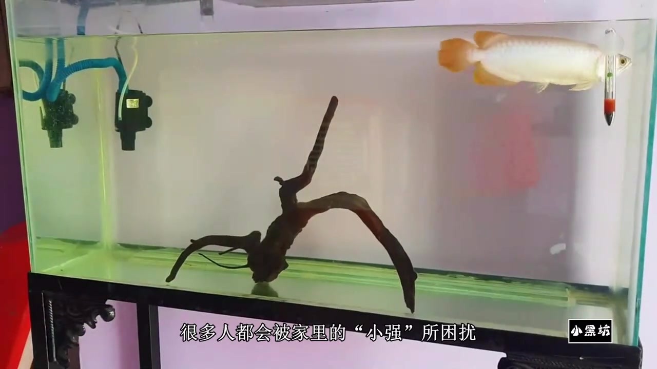 The man catches a "Xiaoqiang" at home and throws it into the dragon fish bowl. It's really relieving.
