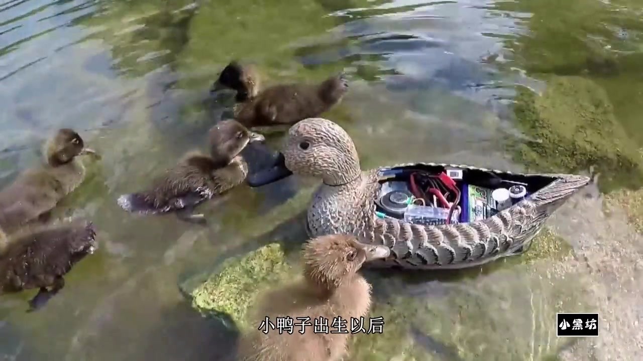 Let the newborn duckling see the machine duck for the first time. Does it regard the machine duck as its mother?