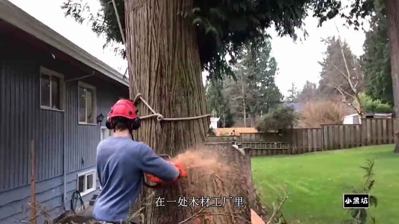It's not easy to knock down this big tree. It's time to give the woodcutter a thumb.