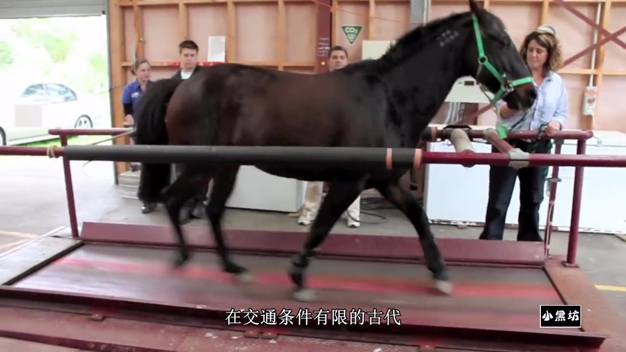 Put the horse on the treadmill and it looks like it's going to fly.