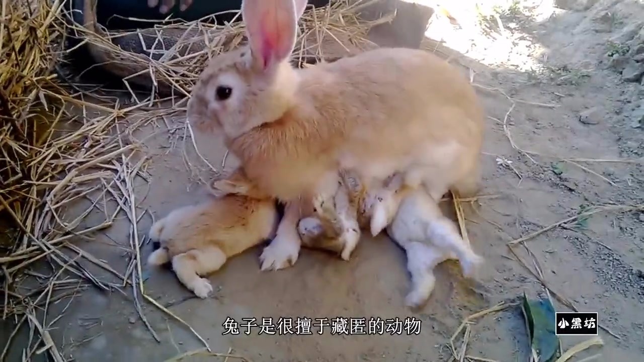 A litter of newborn rabbits was found in the pipeline, and they were moved out to a new home.
