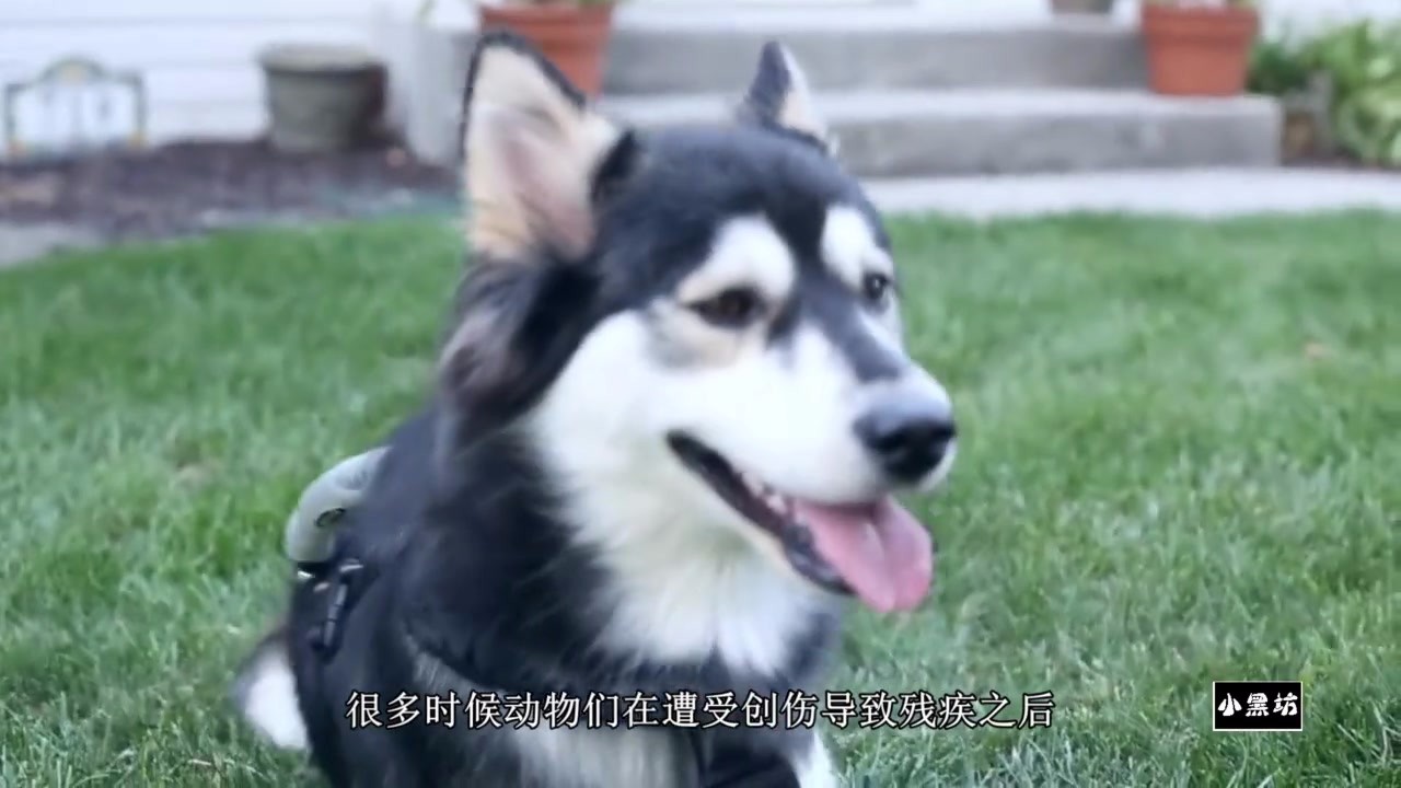 The dog's legs were disabled and he could not walk. The owner made a 3D prosthesis for him and flew away.