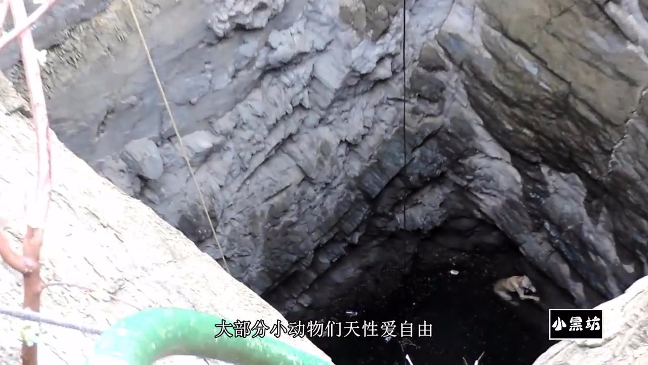 The dog fell into the deep well and was exhausted. Fortunately, the rescue team appeared in time.