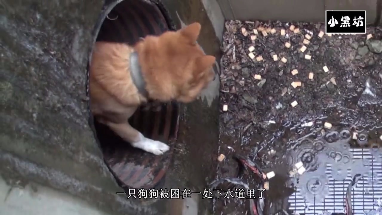 The dog was trapped in the sewer and hid when he saw someone. It was too warm to rescue the dog until the owner appeared.
