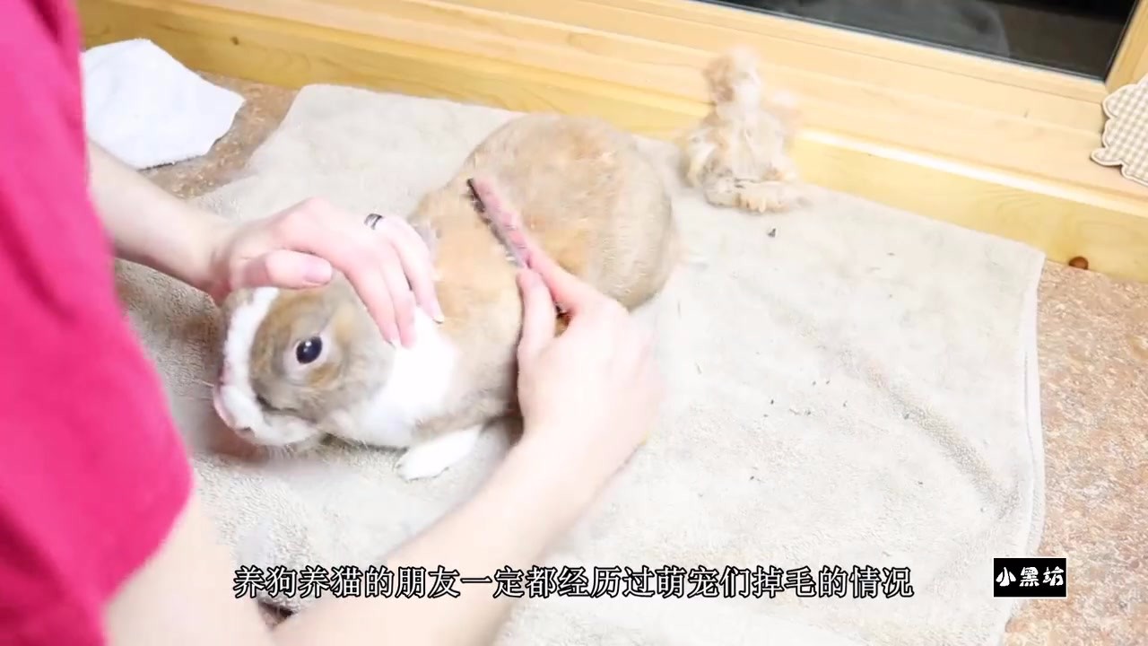 To comb the rabbit's hair, I didn't expect that the little rabbit could comb so much hair.