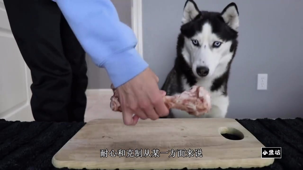 Give the dog a big bone and test its patience to see if it can resist eating.