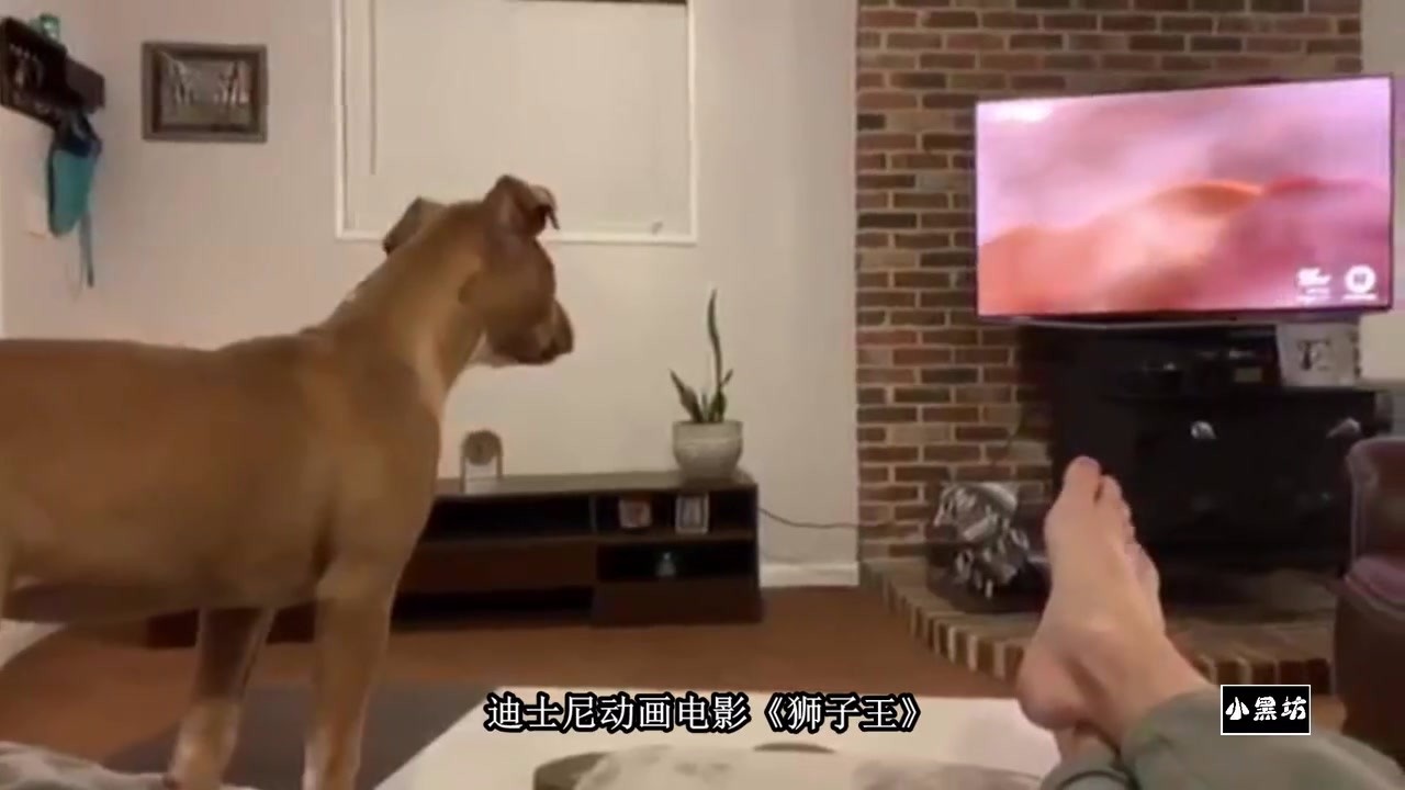 Show the dog how the Lion King will react. The dog is already in play.