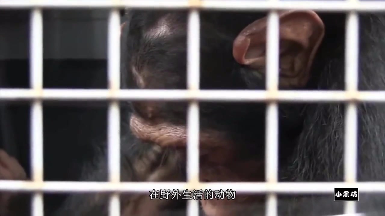 Release the chimpanzees that have been rescued, but the chimpanzees embrace humans and are reluctant to leave.