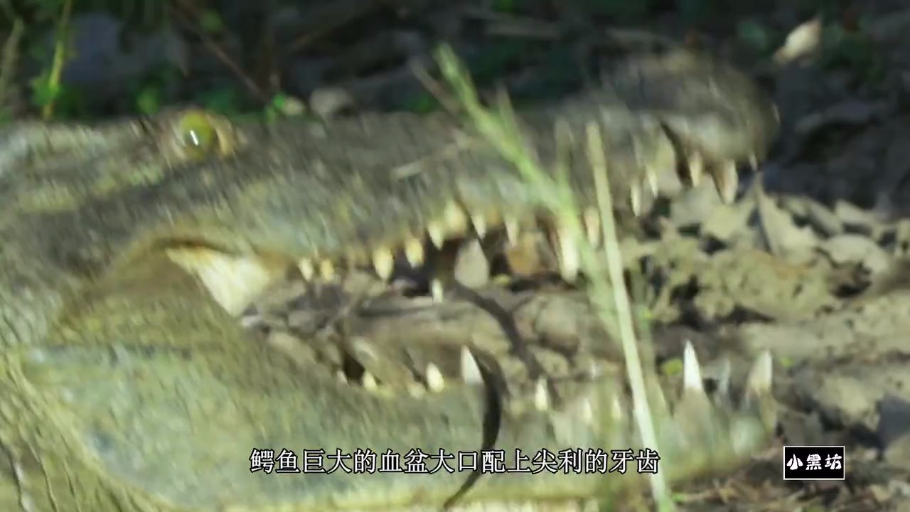 The crocodile caught a turtle and guessed if it could bite its shell.