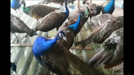 It's amazing that all the big peacocks with beautiful long tails grew up like this.