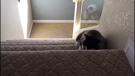 Look at the Pets'special way down the stairs