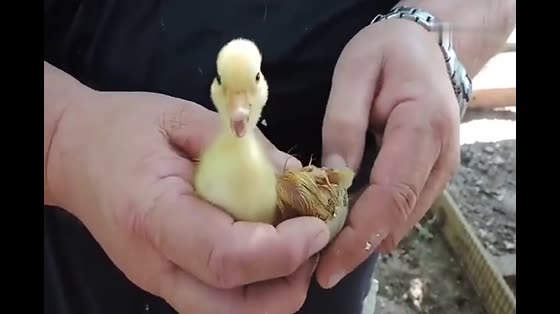 It's a unique experience to save a duckling by caesarean section.