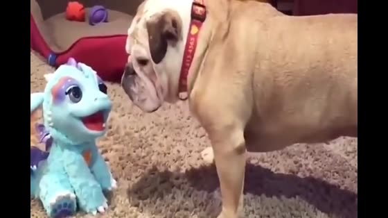 The owner fooled the dog with the toy instead of looking for his wife.