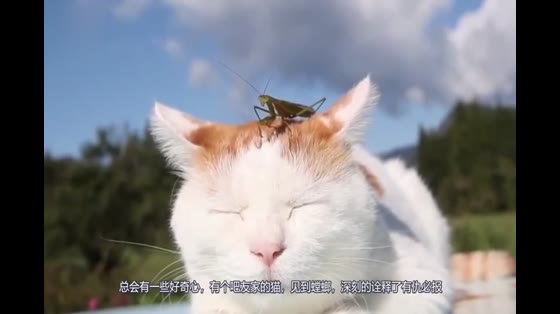 The cat happened to find the mantis, and the next reaction made the owner laugh, revenge is bound to come.