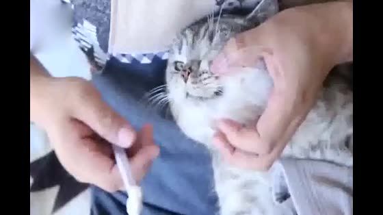 The owner and the cat make fun of each other and brush the cat's teeth.