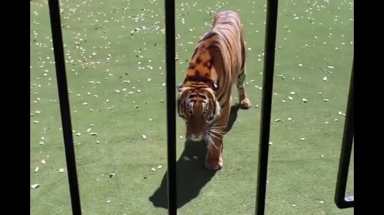 The owner brought his friends to see the tiger, looked at it, and made an unexpected response.