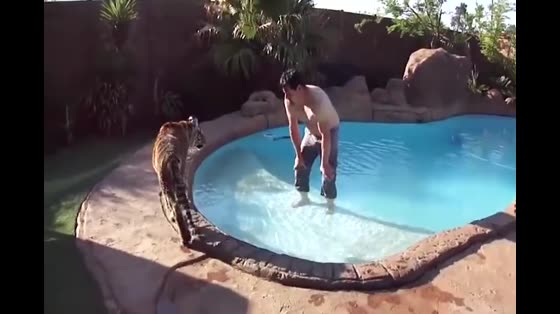 The owner was very happy to teach the tiger to swim. When he came to the pool, the tiger regretted it.