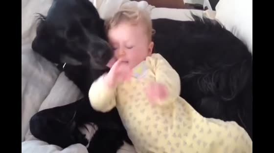 The baby uses the dog as a pillow and looks at the dog's expression.