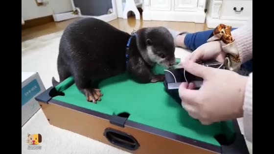 The owner teaches the otter to play billiards. The otter is busy.