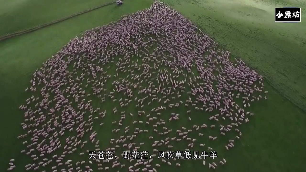 The grazing of sheep on the grassland was so spectacular that tens of thousands of sheep looked like sesame seeds.