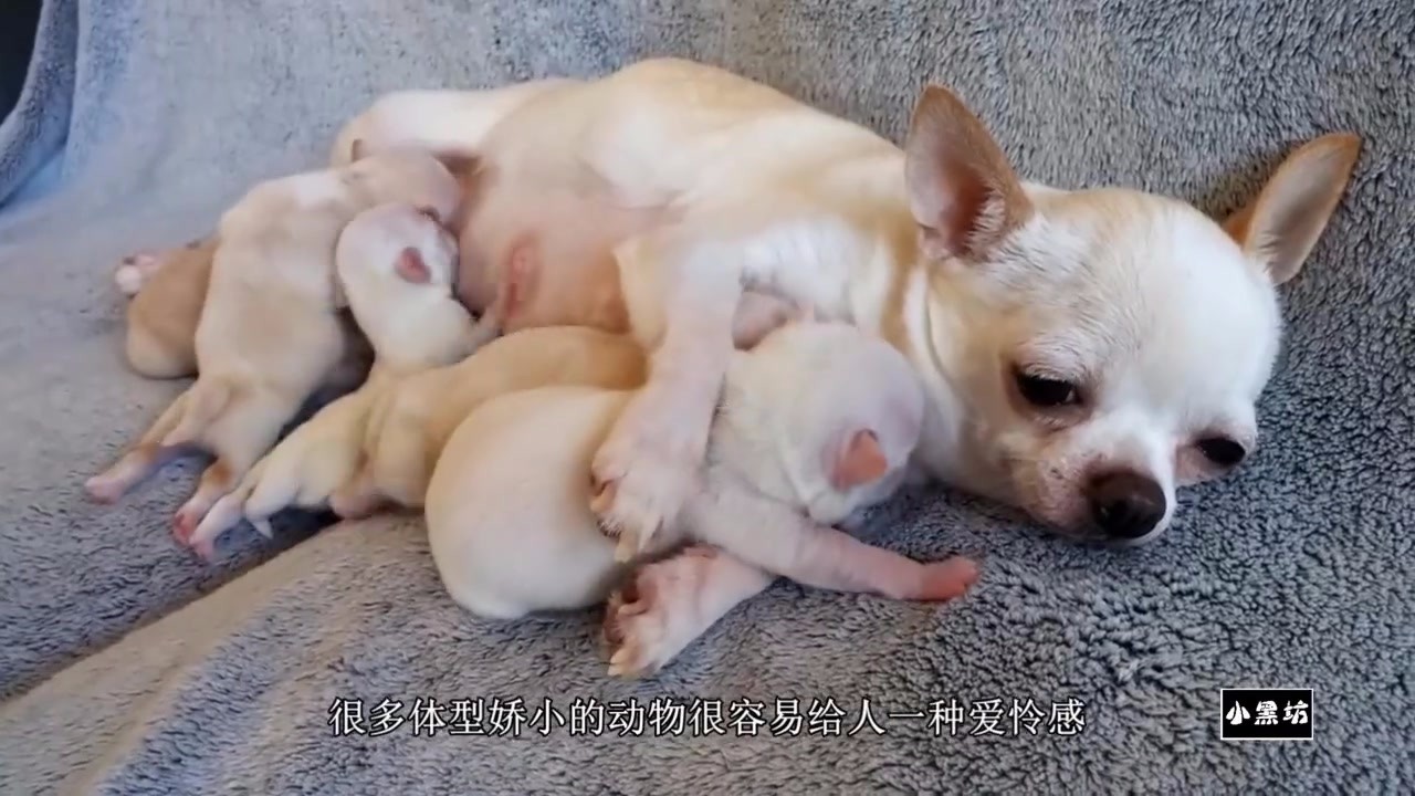 The tiny Chihuahua gave birth to six babies at once. She was tired when she was breastfeeding.