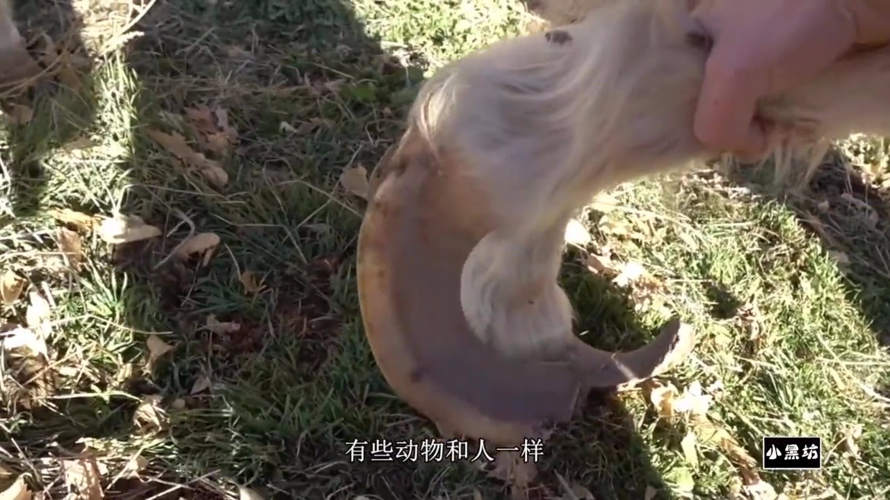 The abandoned pony's nails are too long to walk, so the kind-hearted man trims them.