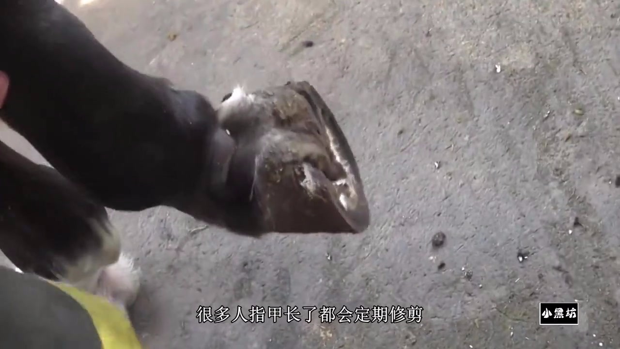 The whole process of repairing the horse's hoof with a 