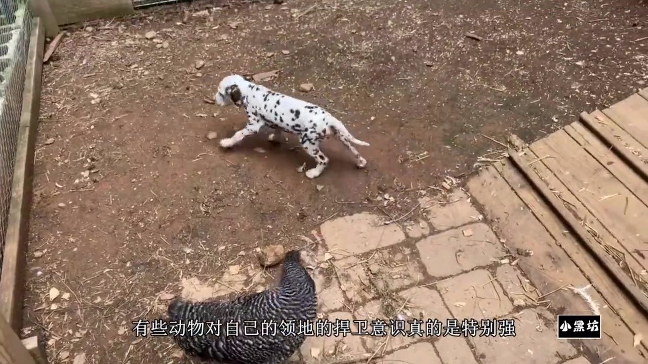 The spotted dog ran into the chicken house by mistake, but was surrounded by chickens. What's wrong with the spotted dog?
