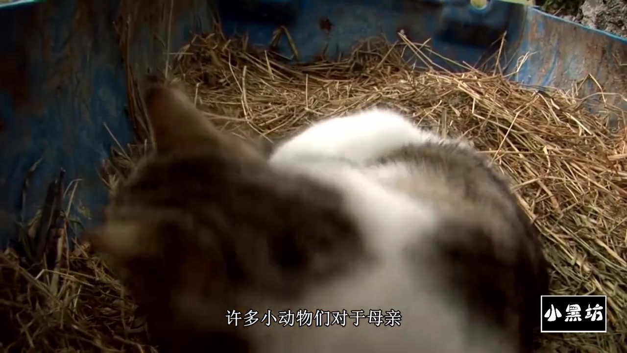 Putting ducklings in the cat's nest, Mother Cat takes ducklings as children instead. It's really a heartbreak.