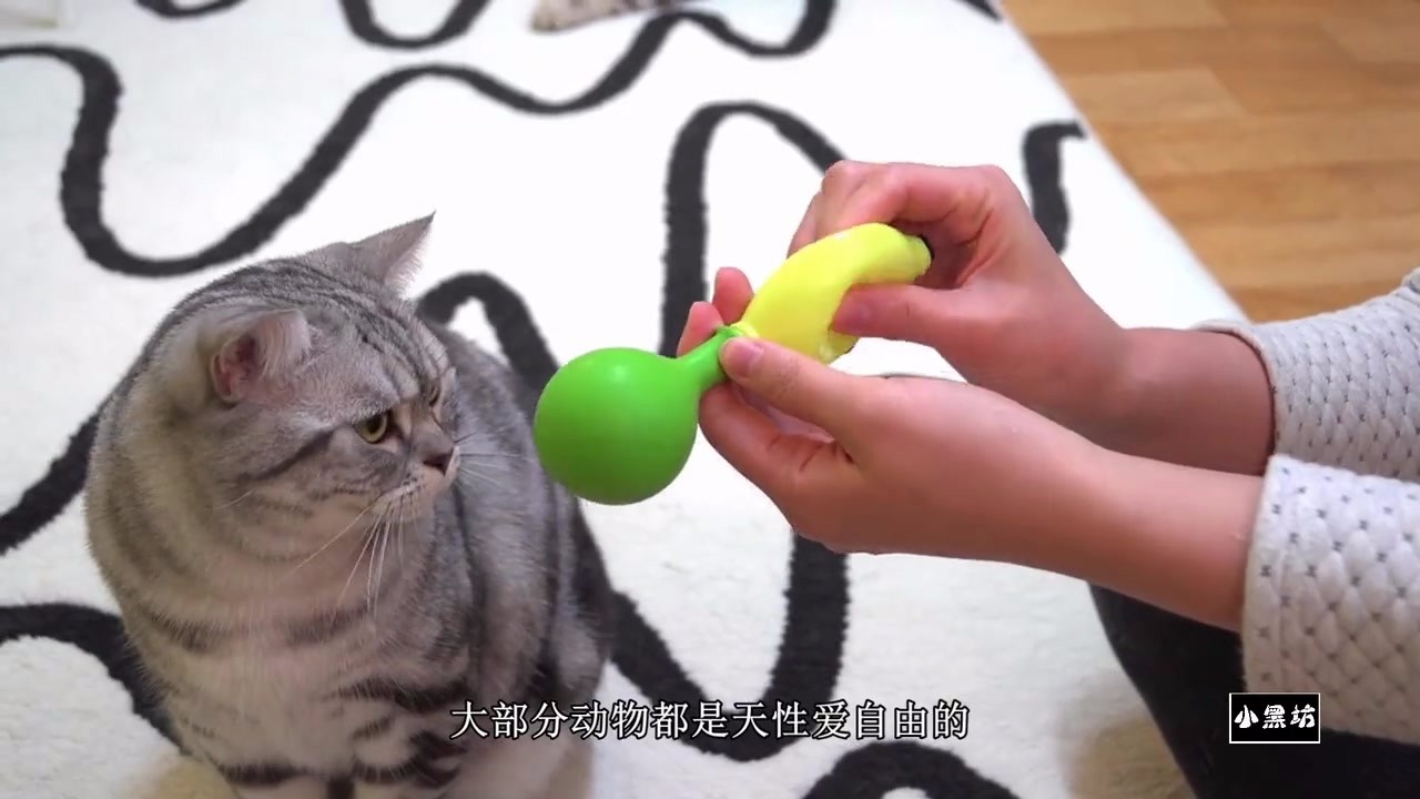 Can a light cat fly by sticking a balloon to its back?