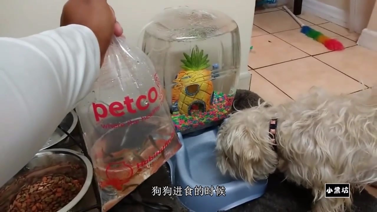 DIY A dog bowl with a fish bowl. Dogs are no longer bored when they eat.