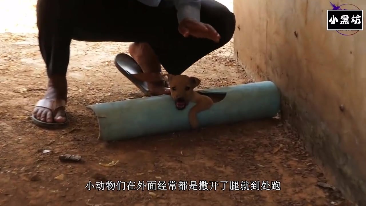 The dog was stuck in a plastic pipe and it was painful. Fortunately, someone found it in time.