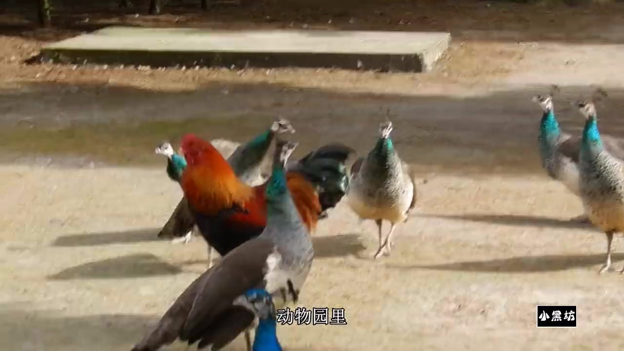 The cock mistakenly entered the peacocks, and the peacocks learned a lesson.