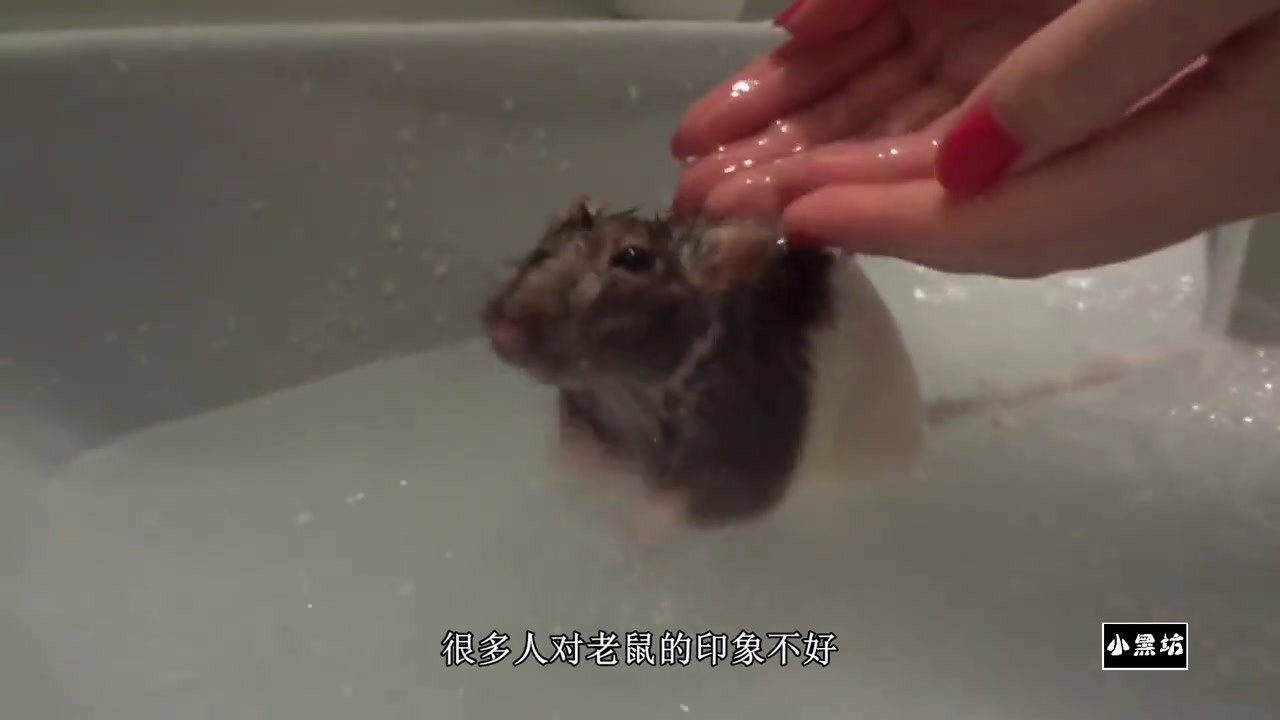 Give the mouse a bath in the washbasin. It's really enjoyable to see the expression.