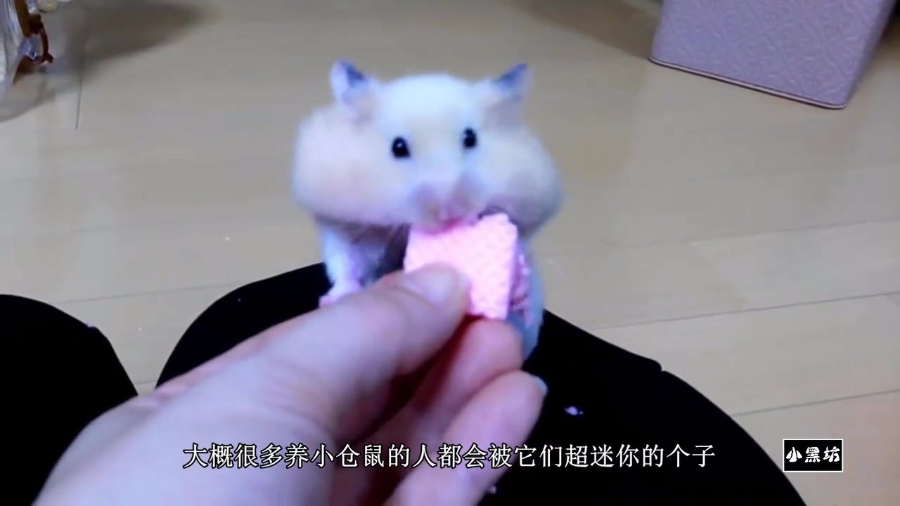 Give the hamster a wafer biscuit. It's all stuffed into its mouth. It's a lovely food.