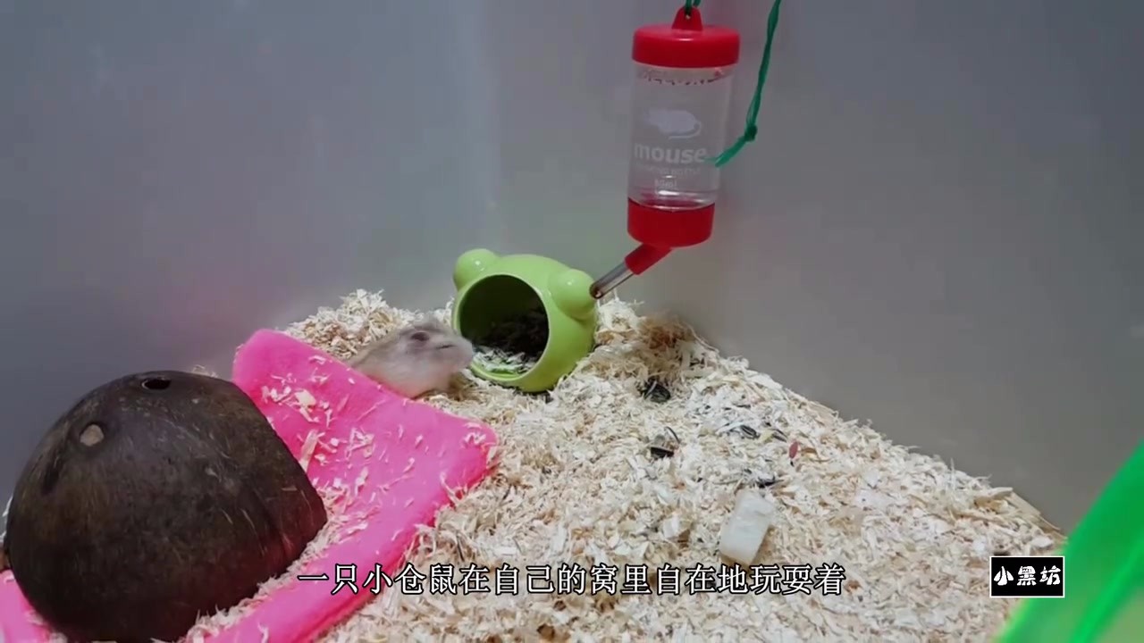 Fifty crickets were put in front of the hamster, but they were given a full meal.
